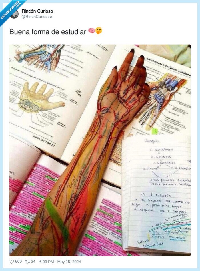 estudiar,brazo,venas,cuerpo humano,bolígrafo
