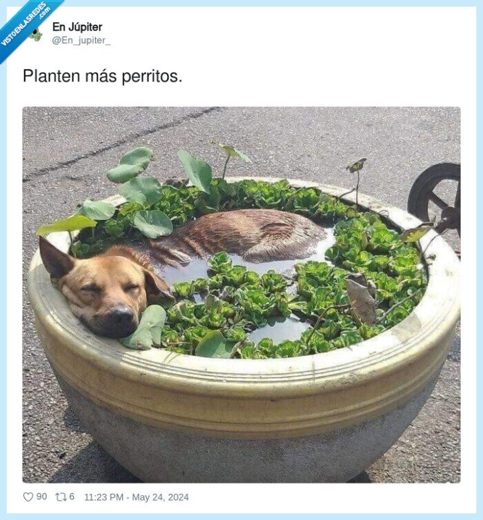 perritos,plantar,planta,perro