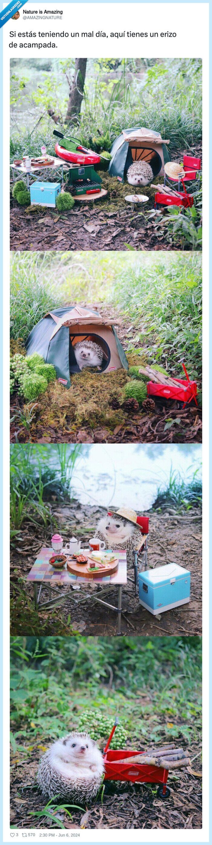 camping,erizo,mini,acampada