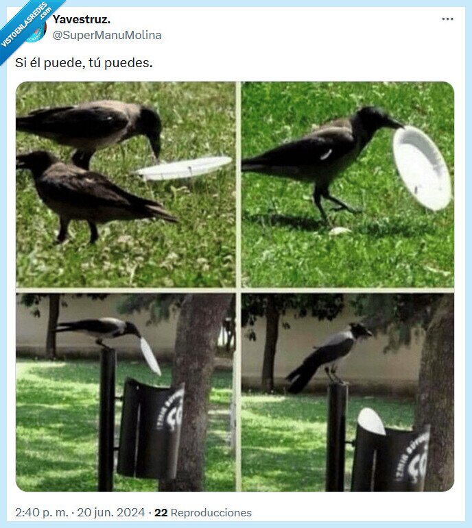 cuervo,reciclar