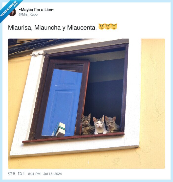 gatos,ventana,miaurisa,miaucenta,miauncha