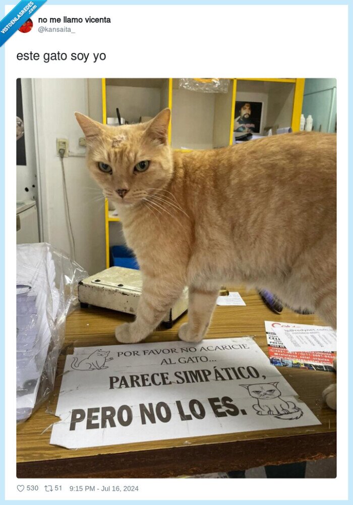 gato,simpatico,no