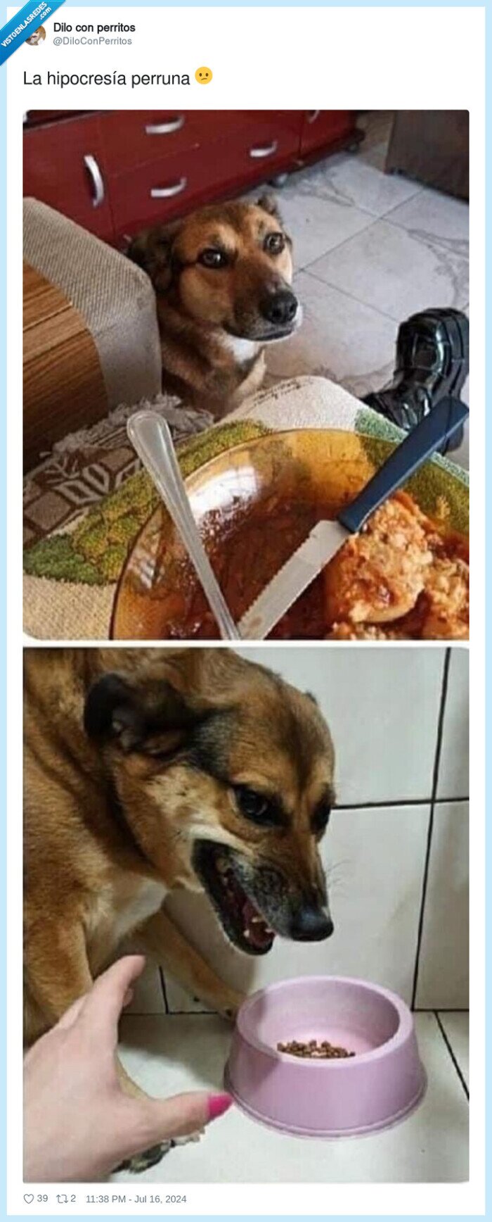 hipocresía,perruna,perro,comida