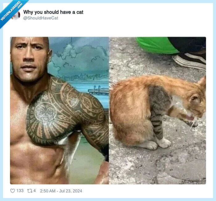 gato,the rock,tatuaje,brazo