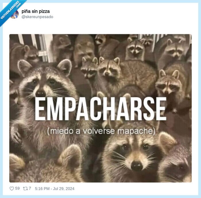 mapache,empacharse