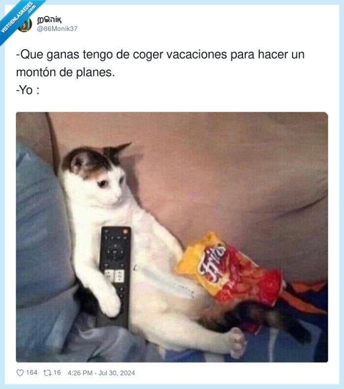 vacaciones,gato,planes,ganas,vago