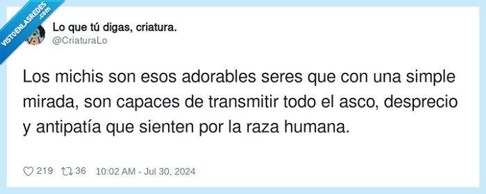 antipatía,transmitir,desprecio,adorables,gatos,mirada