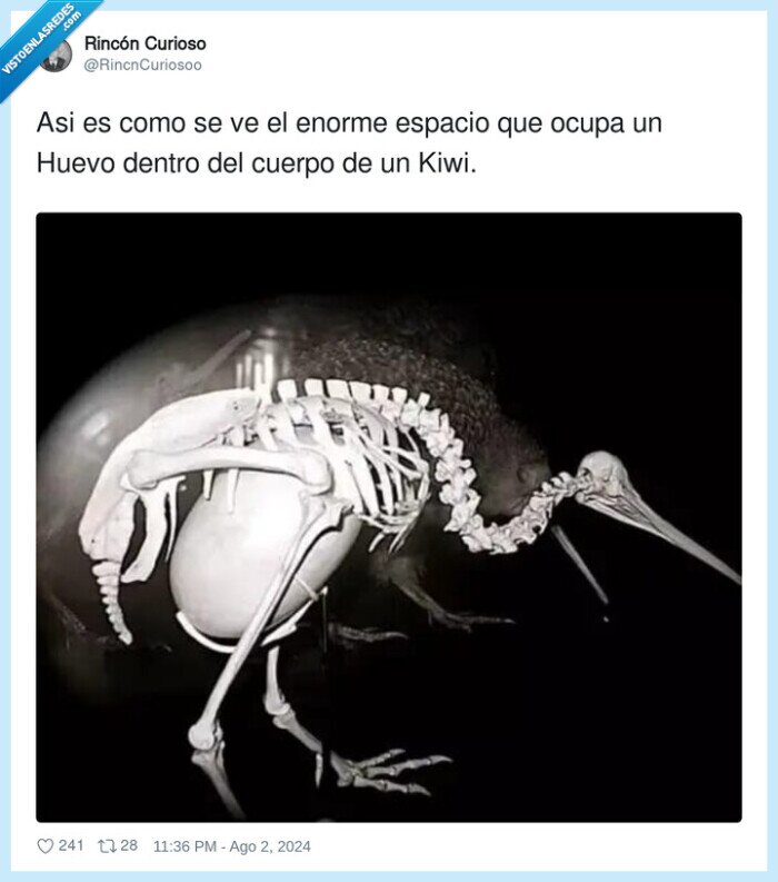 1617540 - Qué cosilla da, por @RincnCuriosoo