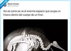 Enlace a Qué cosilla da, por @RincnCuriosoo