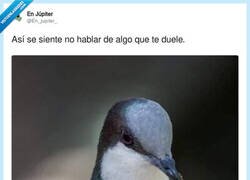 Enlace a Pobre pajarillo, me siento mal por él por @En_jupiter_