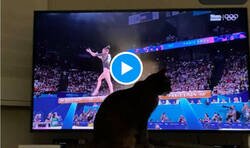 Enlace a Soy fan de estos videos, un gato salva a Kaylia Nemour de caerse de la barra