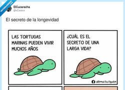 Enlace a Ahora ya sabes el secreto de las tortugas, por @xCesiox