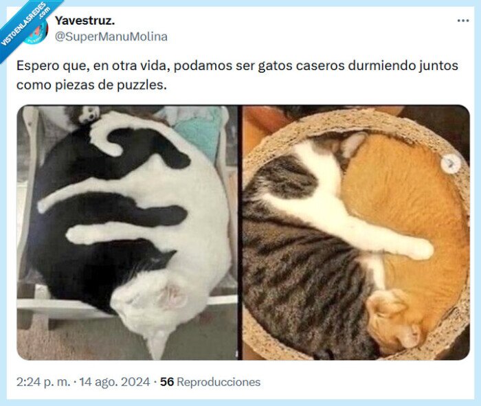 piezas,puzle,gato