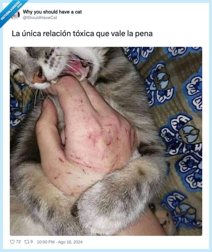 arañazos,mano,gato,morder