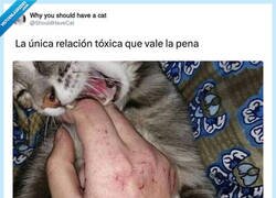 Enlace a Estáis locos con los gatos, por @ShouldHaveCat