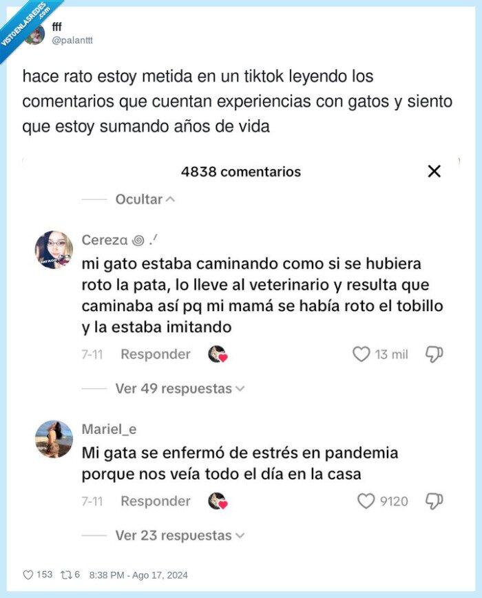 experiencias,comentarios,gatos