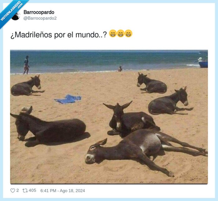 madrileños,mundo,liantes,playa,burros