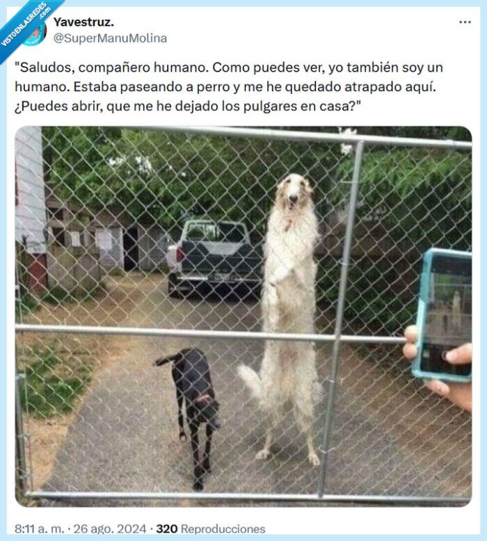 perro,humano