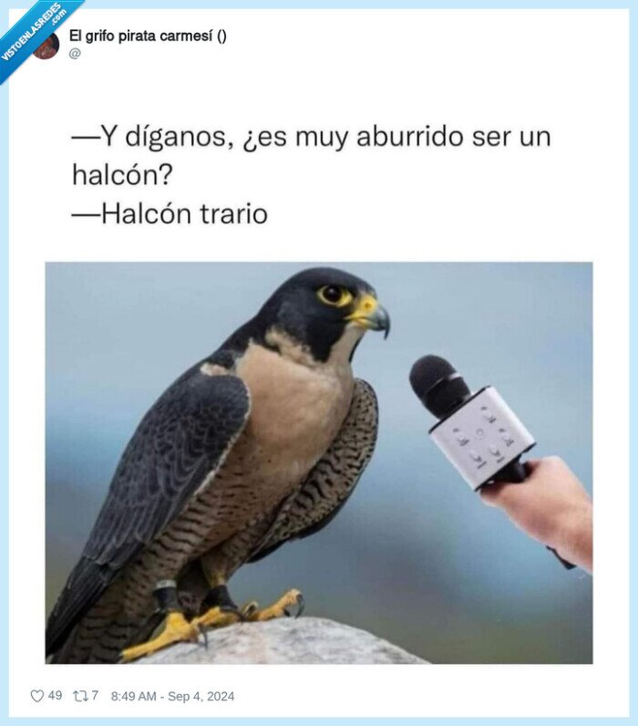 1634874 - El aburrimiento del halcón, por @ErigolDelViento