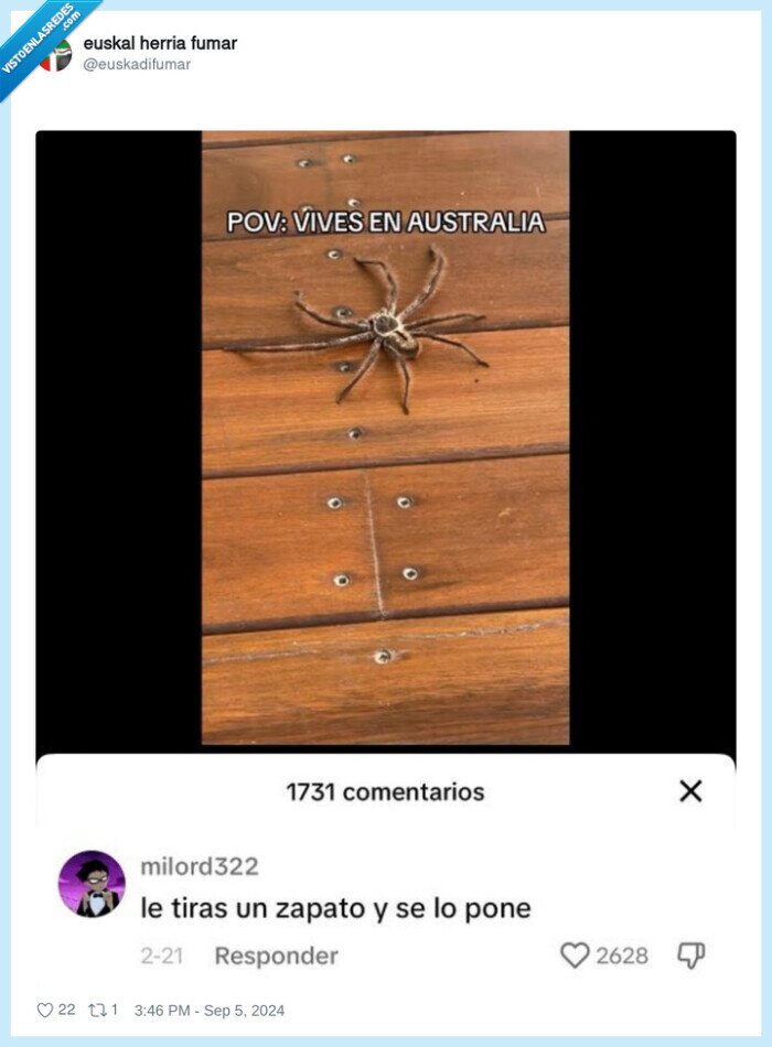 australia,araña,insecto,zapato