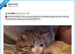 Enlace a Se les acabó la fiesta a los gatos, por @Aquel_Coche