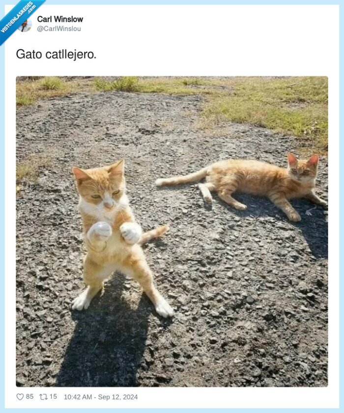 gatos,pelea,eeuu,haitianos