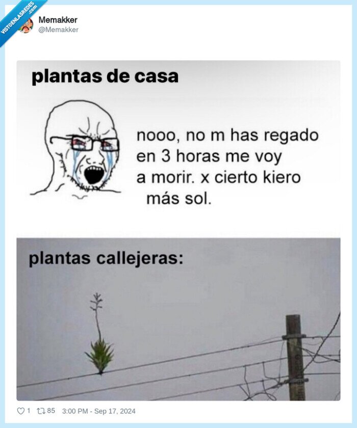 plantas,casa,callejeras,cable