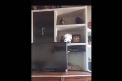 Enlace a La madre está indignadísima con la gata de la hija