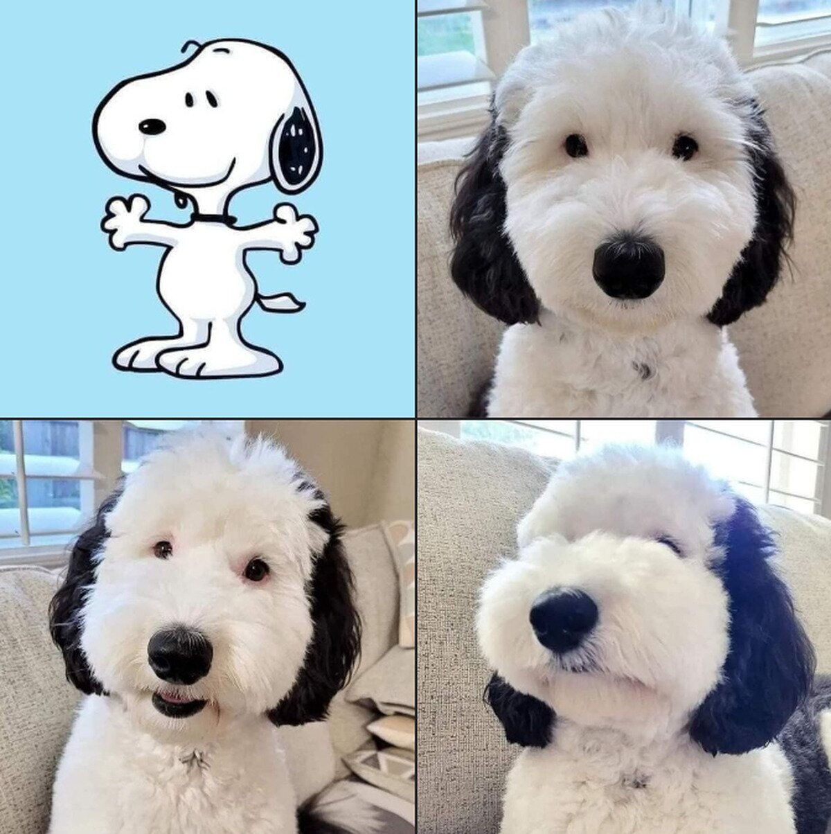 Snoopy en la vida real