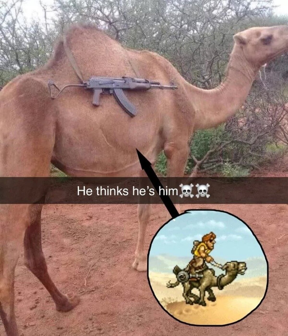 Camello táctico
