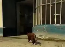 GTA Felino