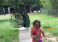 Esa ave tiene aspecto de jefe