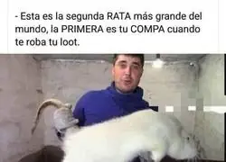 La rata m&aacute;s grande
