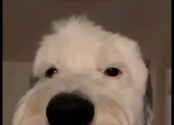 El Brian Griffin de la vida real