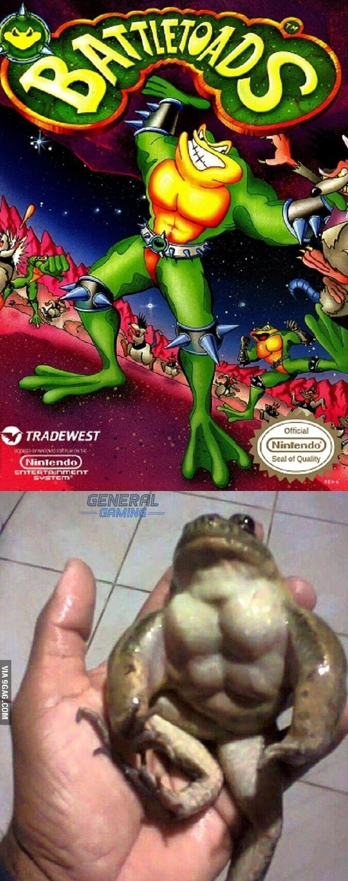 El Battletoad original