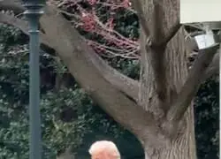 Donald Trump es la ni&ntilde;era del hijo de Elon Musk