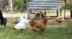 La ley sobre los huevos de autoconsumo que est&aacute; dando que hablar