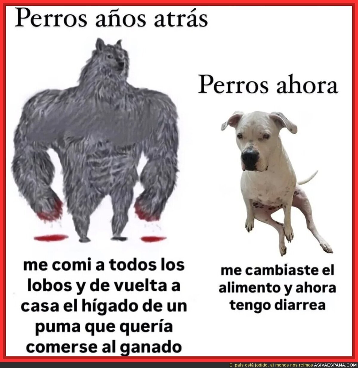 Los perros han cambiado mucho