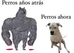 Los perros han cambiado mucho