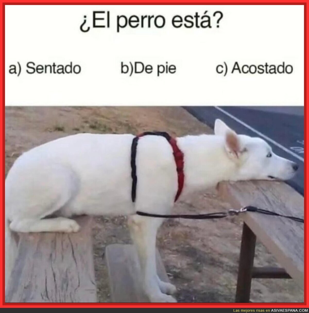 Una duda sobre este perro