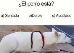 Una duda sobre este perro