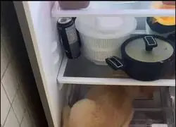 No juzgo a este perro, har&iacute;a lo mismo cuando llega el calor