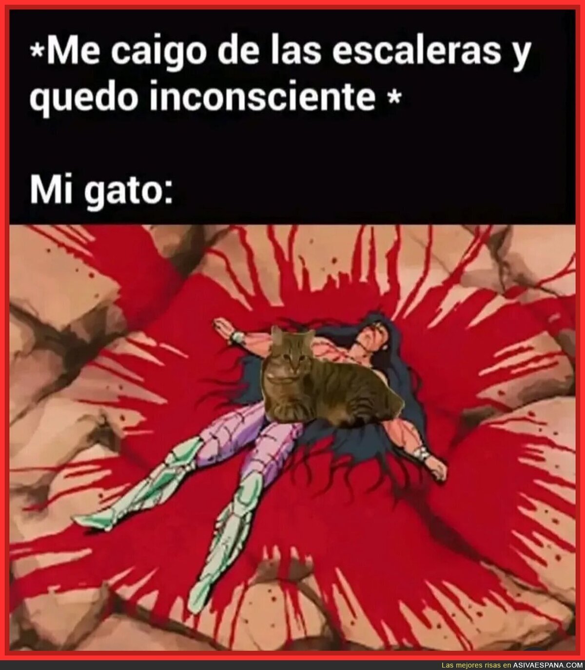 Simplemente gatos