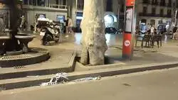 En Barcelona hay una plaga de cucarachas y ratas y nadie dice absolutamente nada