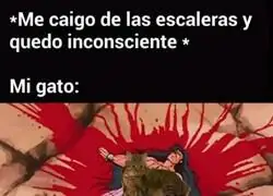 Los gatos son as&iacute;