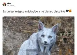 Es un animal venido a traernos alg&uacute;n tipo de mensaje
