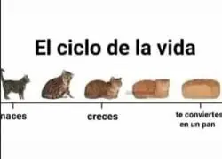 As&iacute; es la vida de un gato