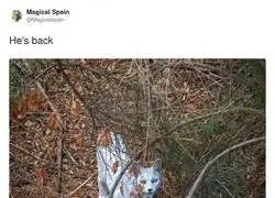 El lince ib&eacute;rico albino est&aacute; de vuelta