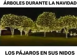 La Navidad hace pasar duros momentos a otros animales