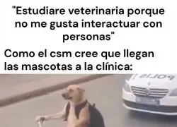 Realidad de veterinaria